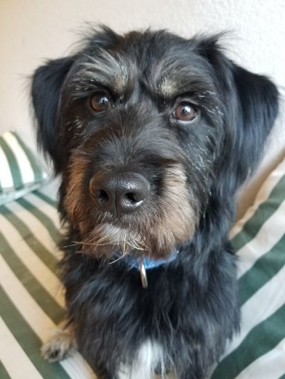Pets for Adoption at Oregon Dog Rescue, in Tualatin, OR | Petfinder Pets for Adoption at Oregon Dog Rescue, in Tualatin, OR | Petfinder