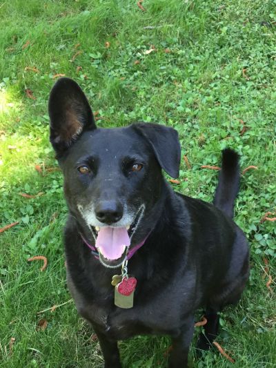 Pets For Adoption At Sammie S Friends Animal Shelter In Grass Valley Ca Petfinder