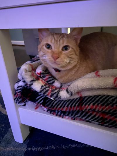 Pets for Adoption at Oakland County Animal Shelter and Pet Adoption Center, in Pontiac, MI | Petfinder Pets for Adoption at Oakland County Animal Shelter and Pet Adoption Center, in Pontiac, MI | Petfinder