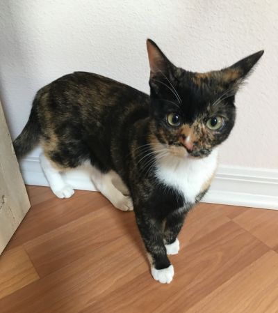 Leesburg humane society kaiser permanente laboratory phone number