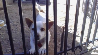 Pets for Adoption at Action Programs for Animals, in Las Cruces, NM |  Petfinder