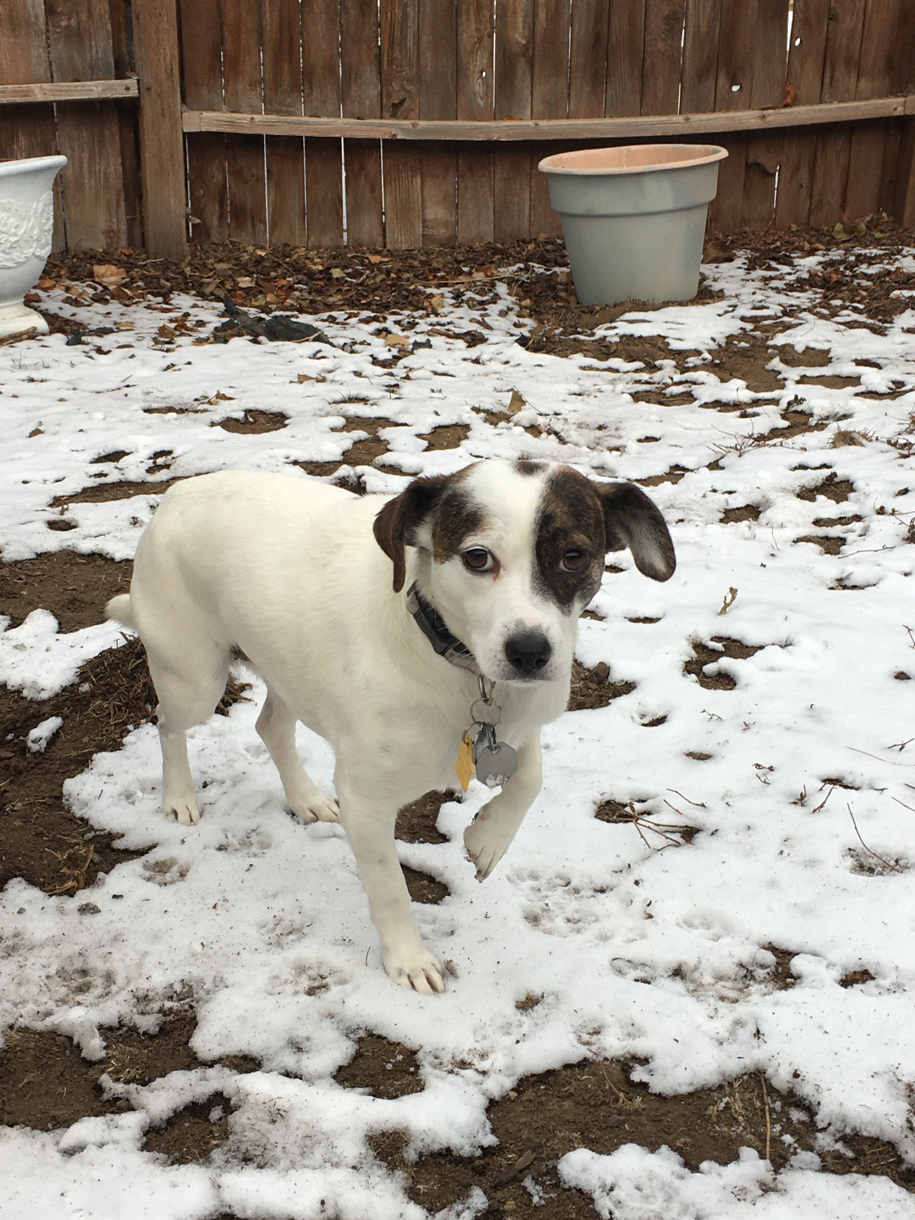 Jack russell puppies for 2024 sale in asheville nc