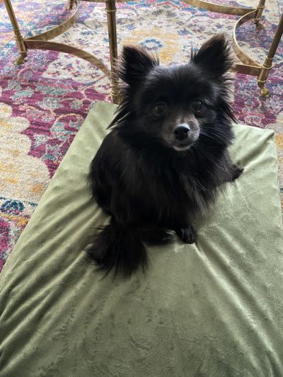Pets for Adoption at Animal Care Sanctuary, in East Smithfield, PA | Petfinder Pets for Adoption at Animal Care Sanctuary, in East Smithfield, PA | Petfinder