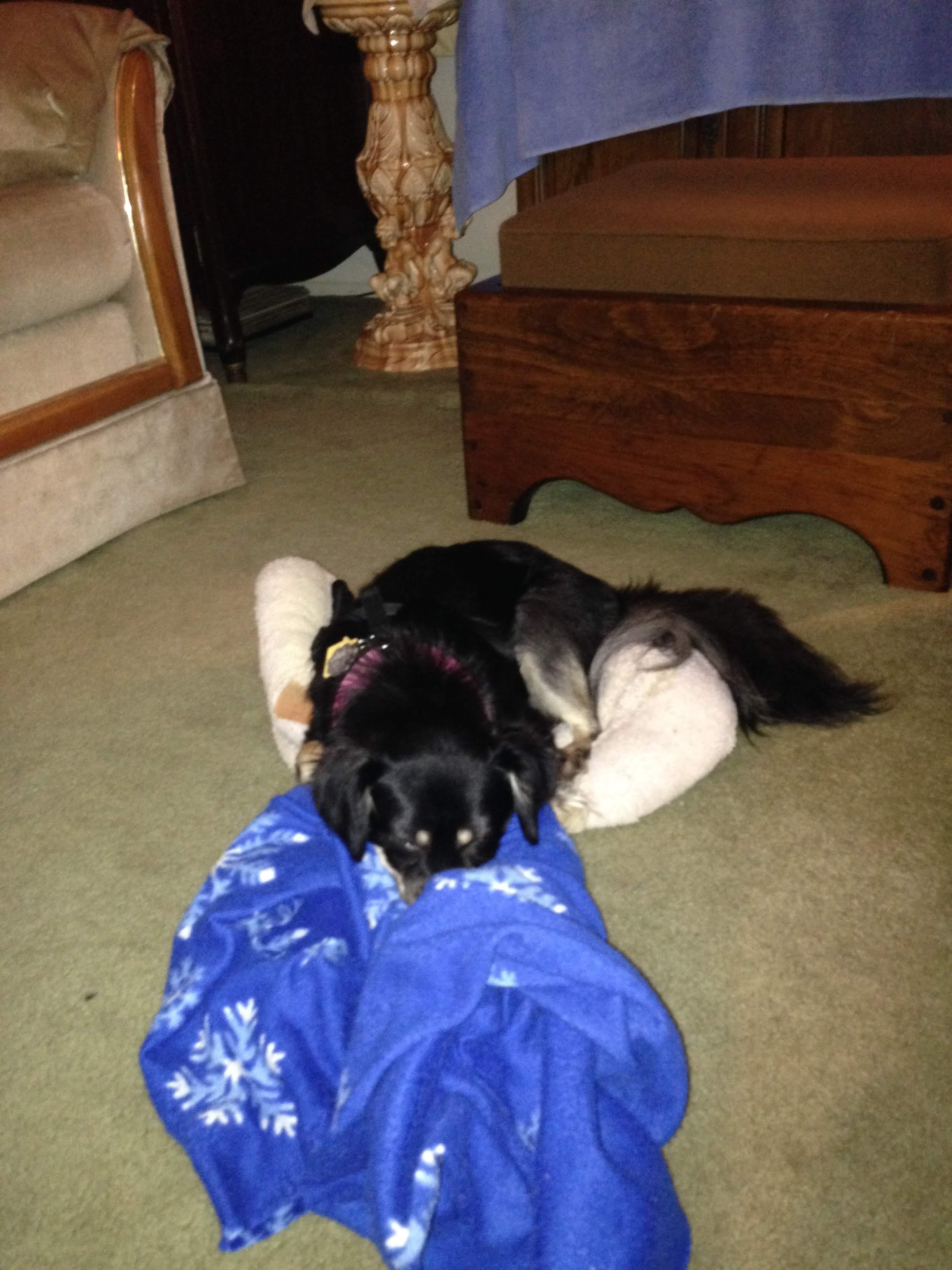 Lucy's Happy Tails Dog Adoption Story - September 2020 | Petfinder