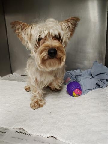 Our Macklind Adoption Center Closes At Humane Society Of Missouri Facebook