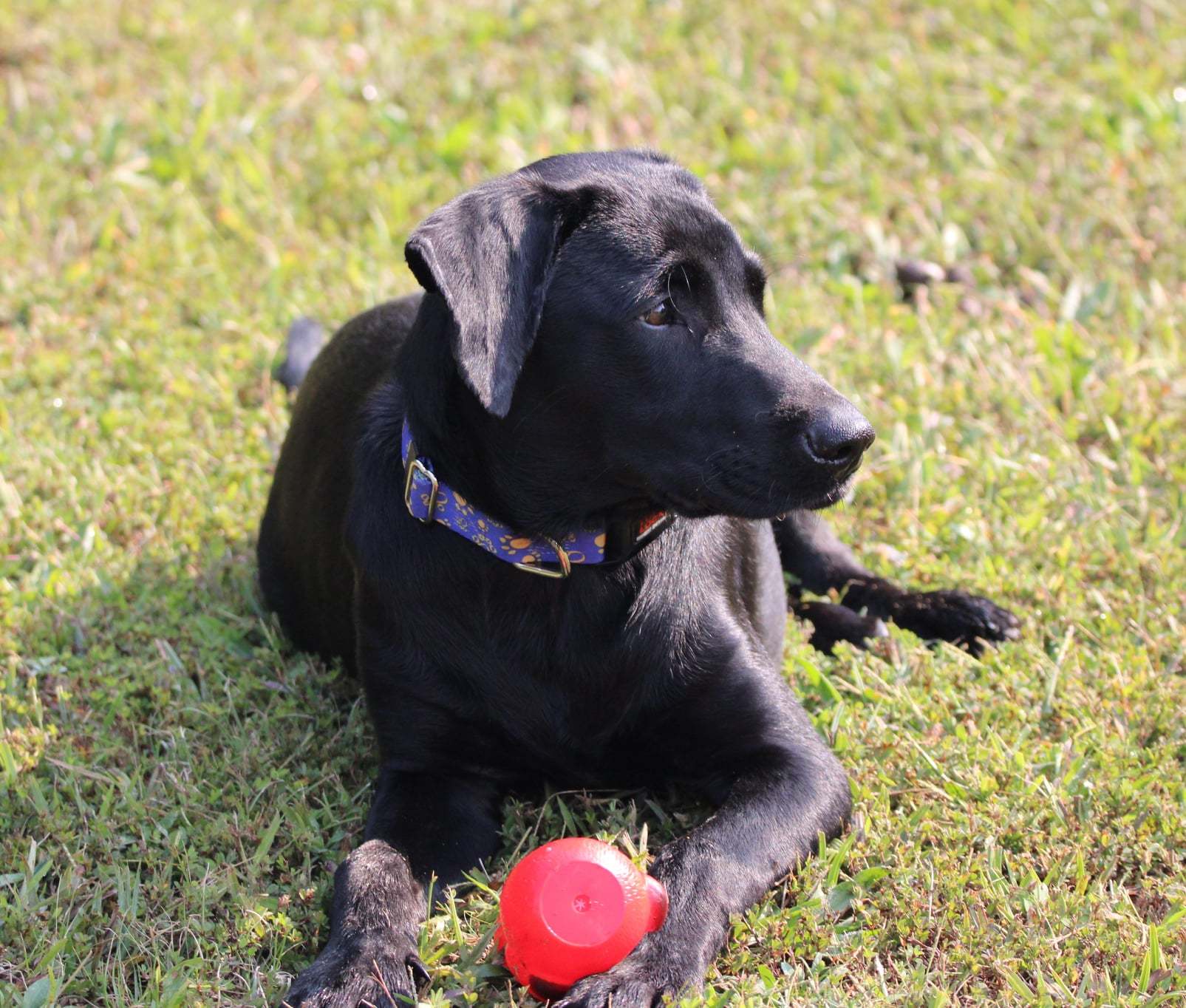 Pregnant best sale black lab