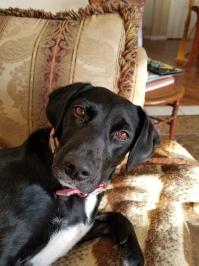 Pets For Adoption At Brigham City Animal Shelter In Brigham City Ut Petfinder