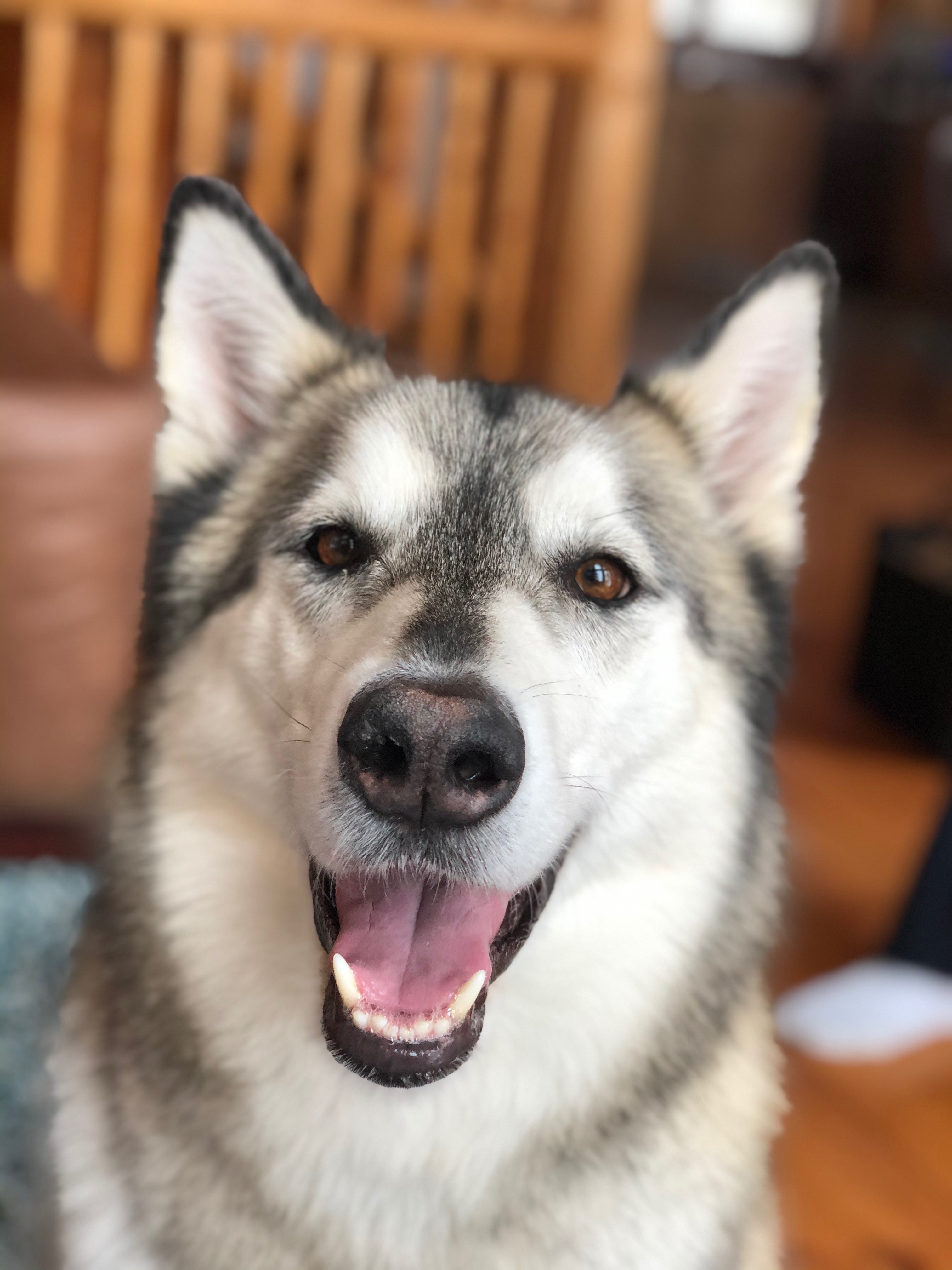 Kira's Happy Tails Dog Adoption Story - January 2021 