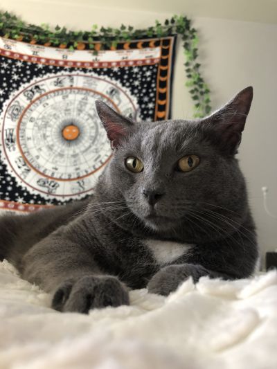 Pets for Adoption at Pulaski County Animal Shelter, in Dublin, VA | Petfinder Pets for Adoption at Pulaski County Animal Shelter, in Dublin, VA | Petfinder