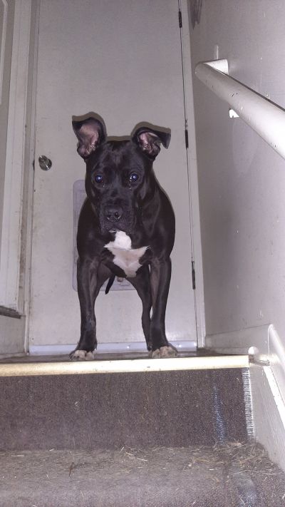 Pets For Adoption At Friends Of Pets Of Klamath Basin In Klamath Falls Or Petfinder