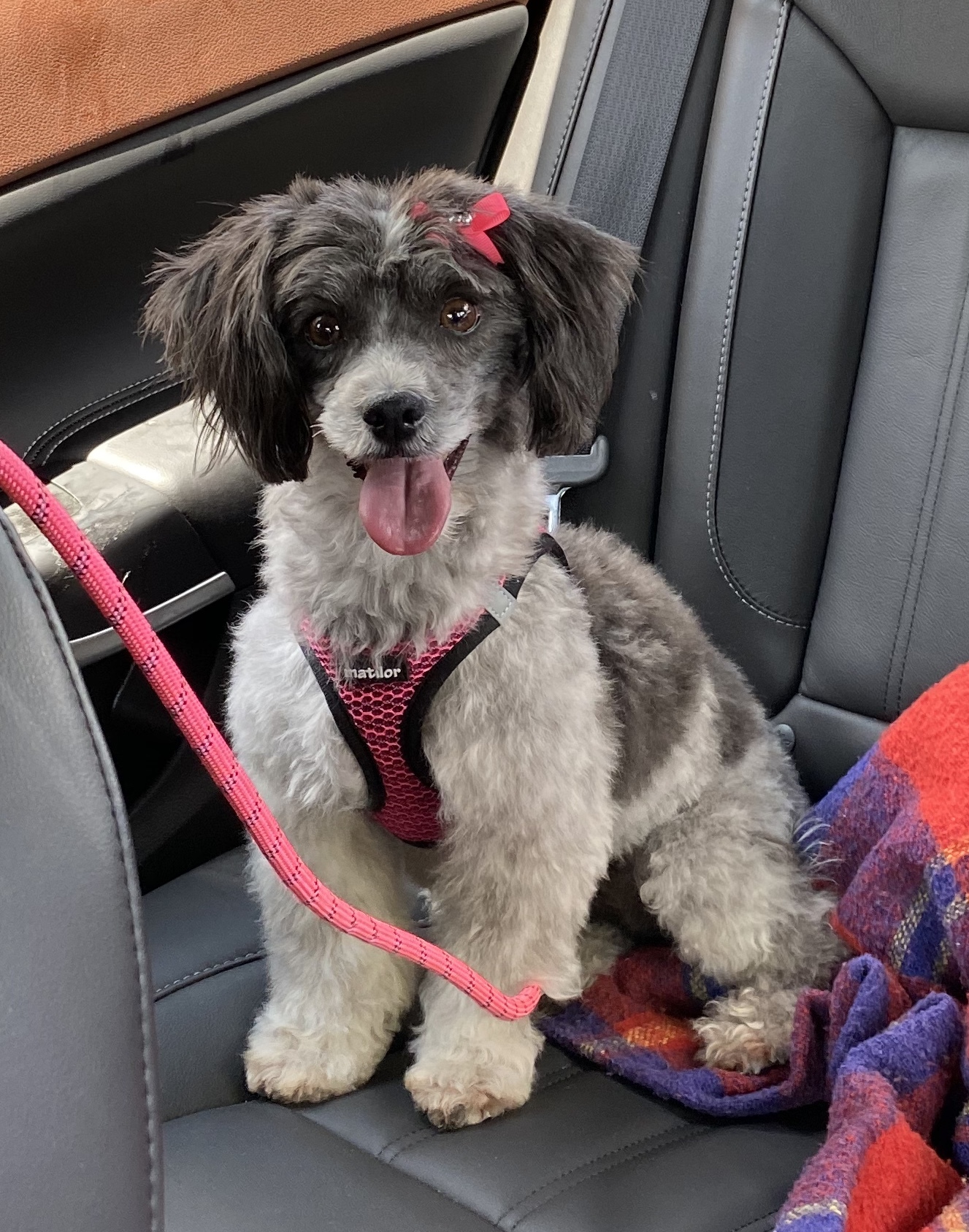 Ollie sales havanese rescue