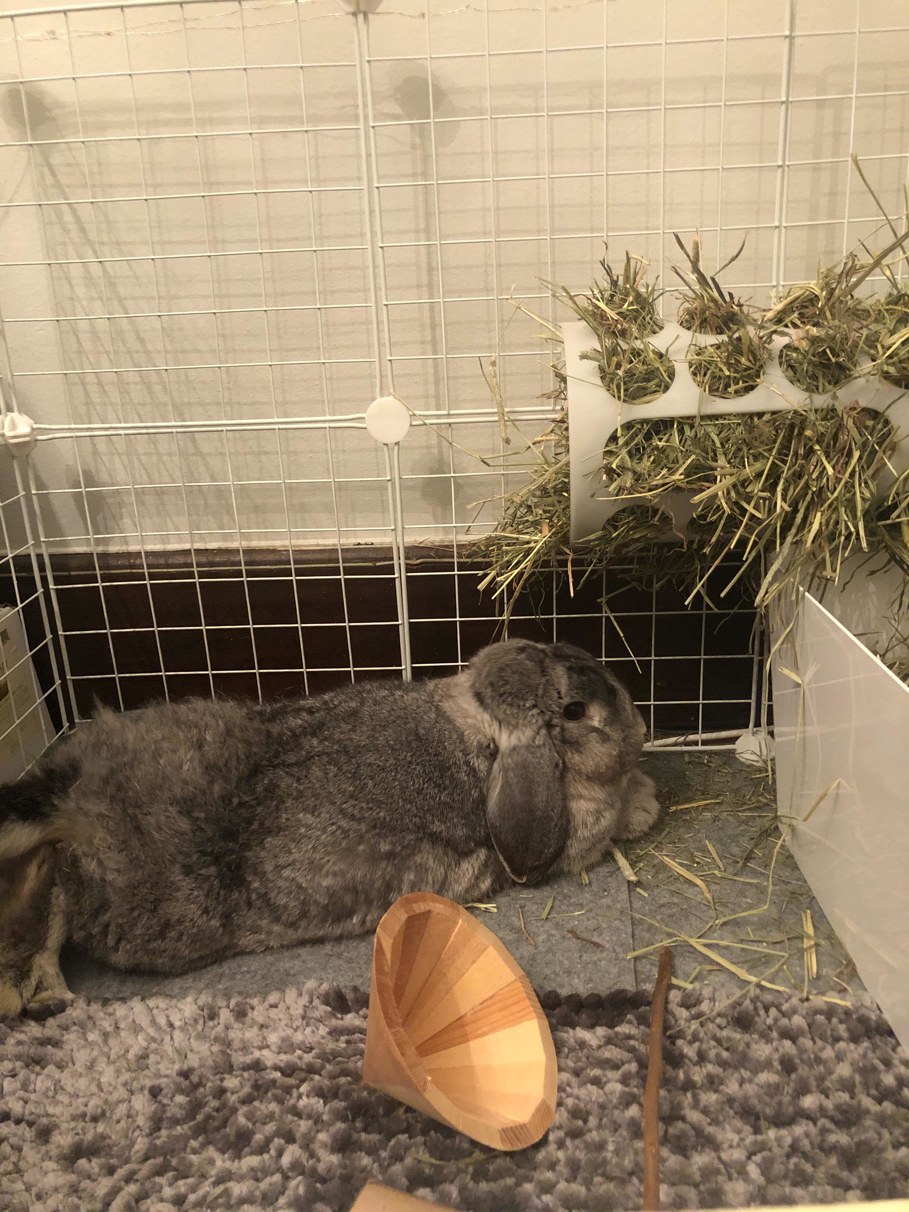 Rabbit sanctuary sales