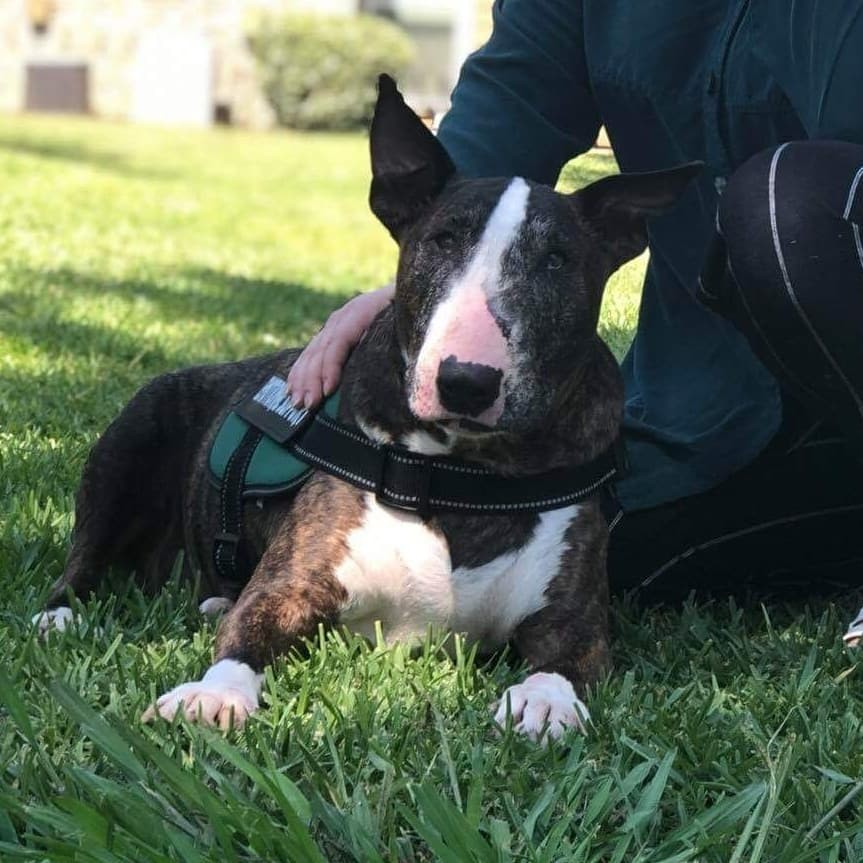 Gulf coast store bull terrier rescue