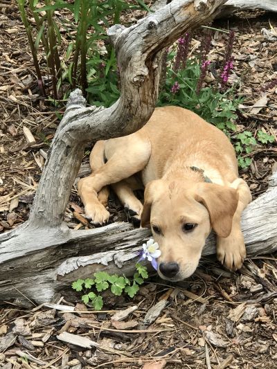 Pets for Adoption at Foothills Animal Shelter, in Golden, CO | Petfinder Pets for Adoption at Foothills Animal Shelter, in Golden, CO | Petfinder