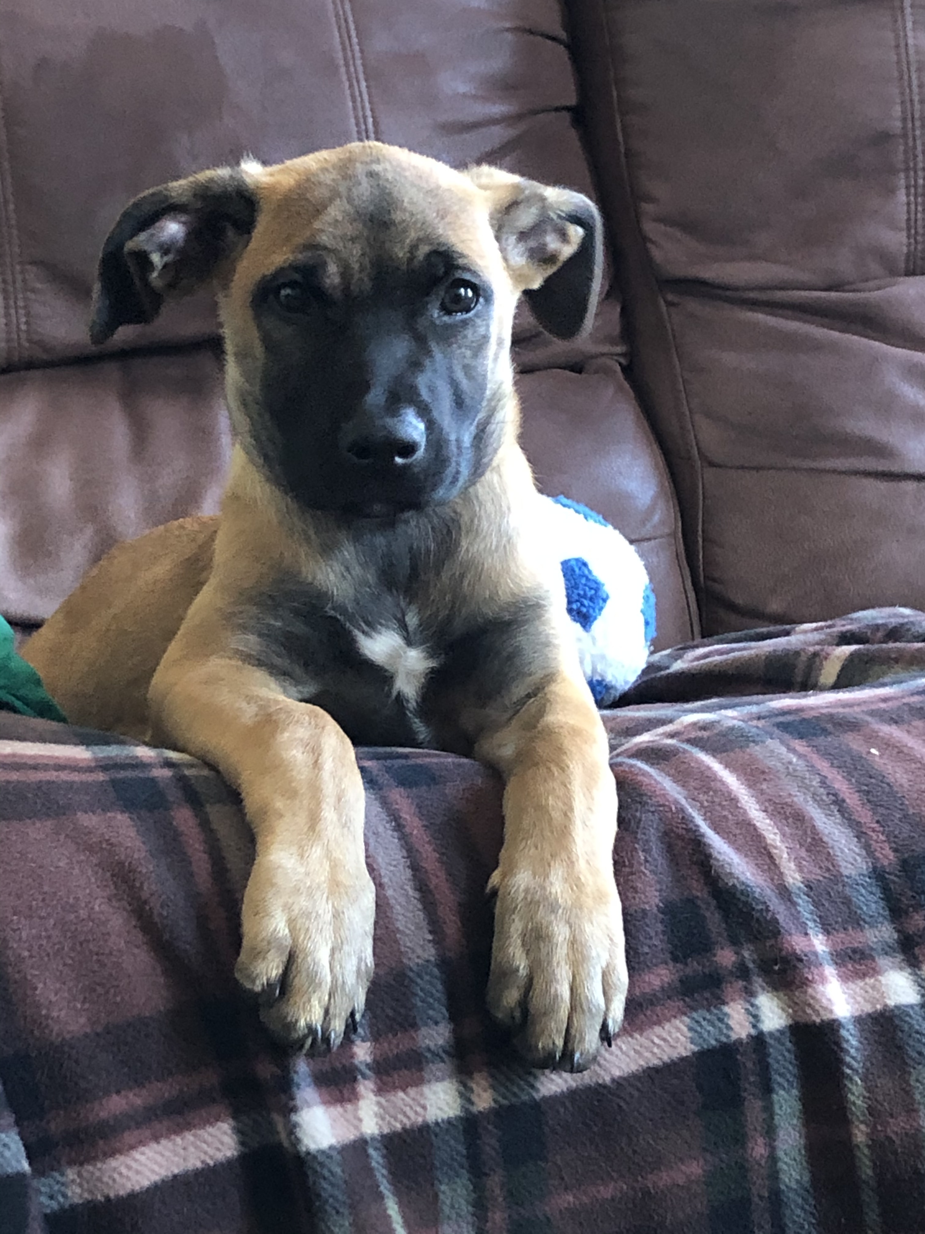 Violet 's Happy Tails Dog Adoption Story - August 2020 | Petfinder