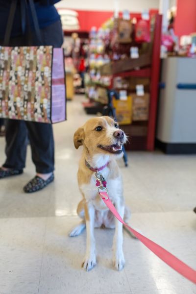 Dog for adoption - Ryder, a Jack Russell Terrier & Beagle Mix in