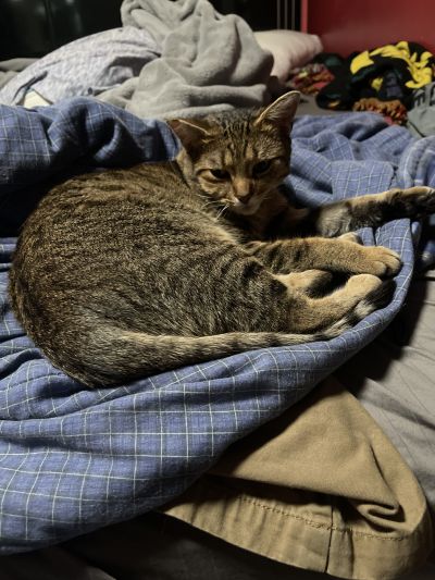 Pets for Adoption at Oakland County Animal Shelter and Pet Adoption Center, in Pontiac, MI | Petfinder Pets for Adoption at Oakland County Animal Shelter and Pet Adoption Center, in Pontiac, MI | Petfinder