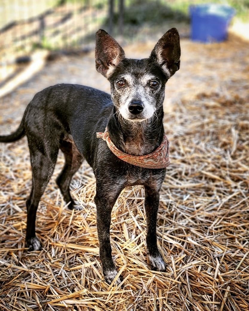 Whippet chihuahua sale mix black