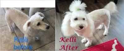 Dog For Adoption Toto A Maltipoo In Arlington Tx Petfinder