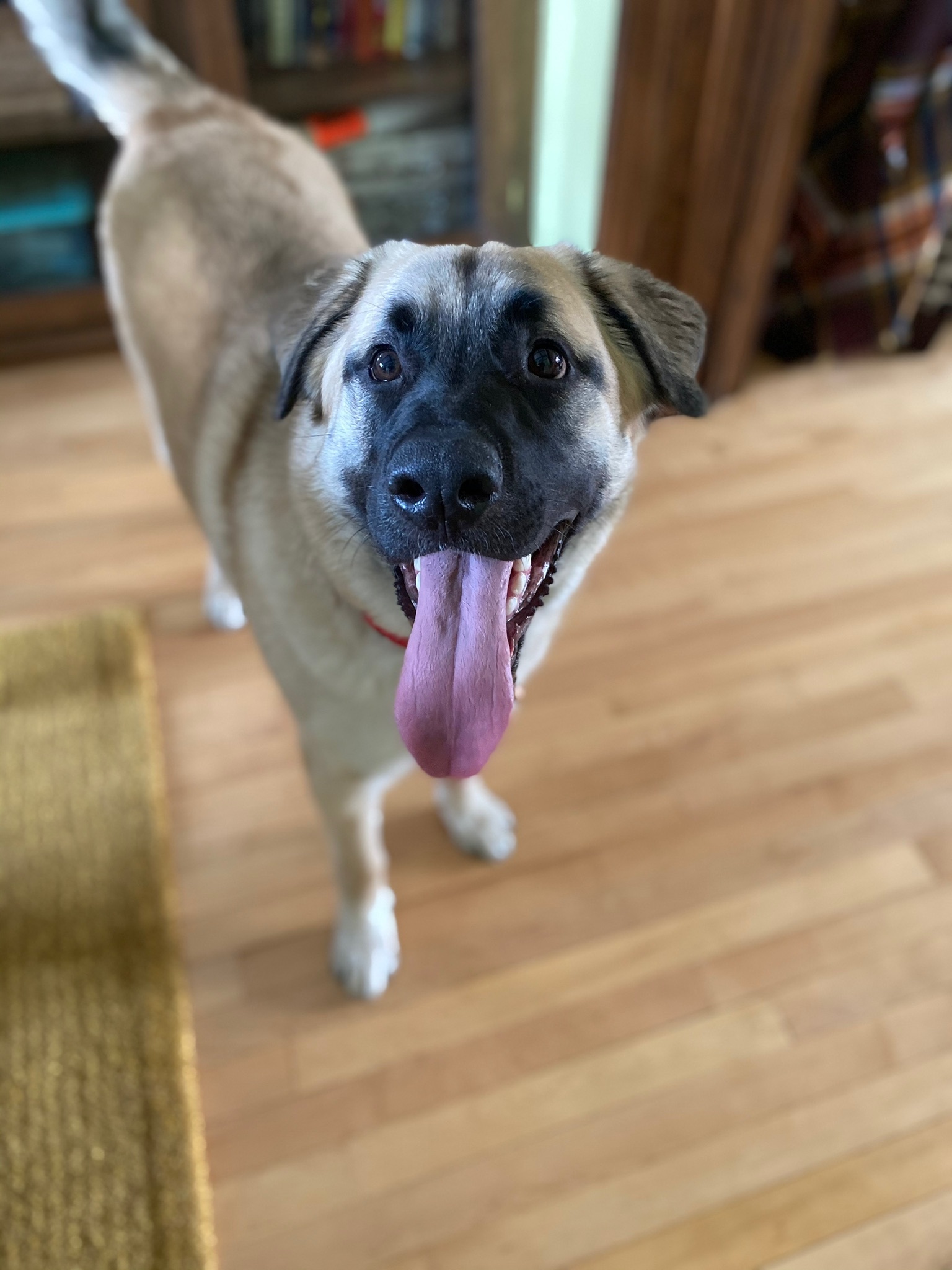 Coastal carolina best sale saint bernard rescue