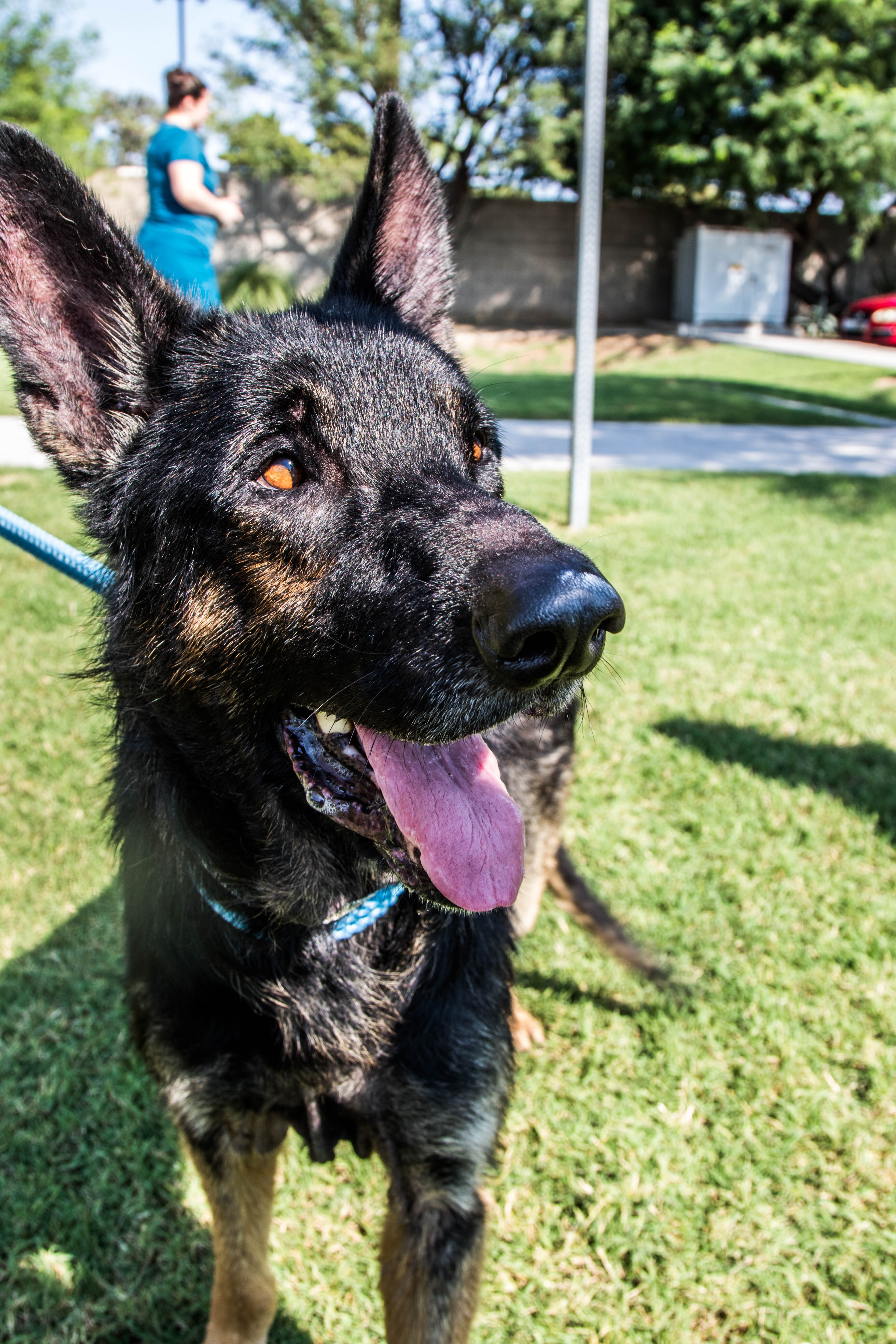 Papa, an adoptable German Shepherd Dog in Glendale, AZ, 85308 | Photo Image 5