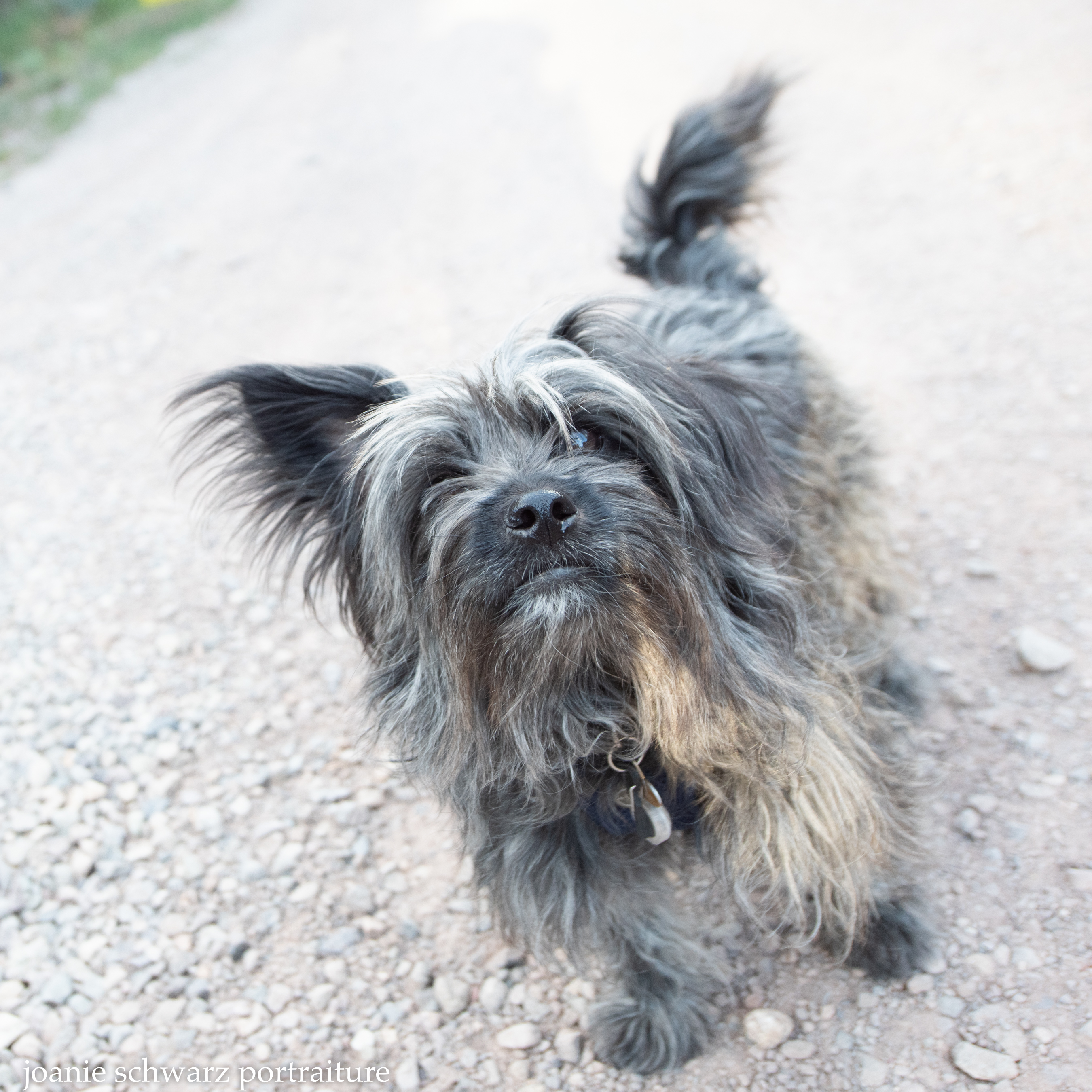 Papillon and terrier sales mix