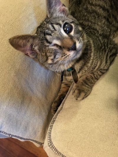 Pets for Adoption at Animal Friends, in Pittsburgh, PA | Petfinder Pets for Adoption at Animal Friends, in Pittsburgh, PA | Petfinder