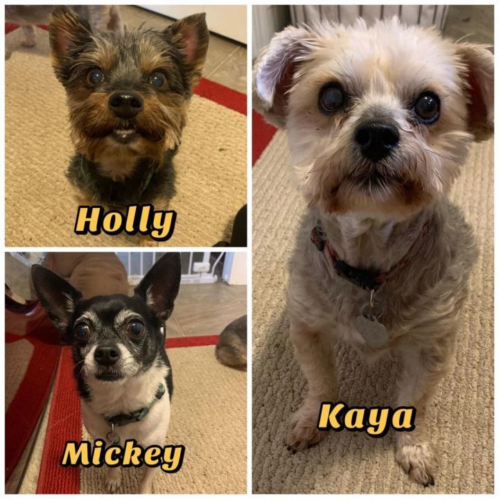 Kaya, Holly & Mickey's Happy Tails Dog Adoption Story - January 2021 ...