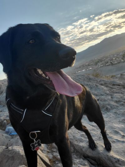 Pets for Adoption at The Animal Foundation, in Las Vegas, NV | Petfinder Pets for Adoption at The Animal Foundation, in Las Vegas, NV | Petfinder