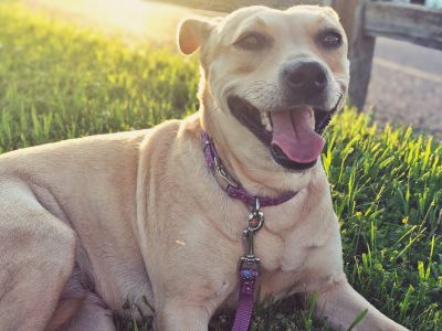 Pets For Adoption At Stray Souls Animal Rescue In Onalaska Wi Petfinder