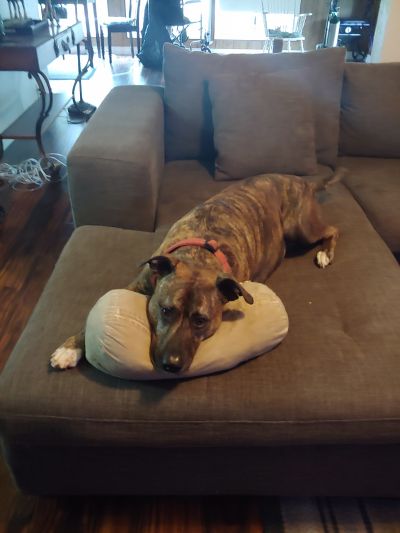 Pets For Adoption At Animal Friends Of The Valleys In Wildomar Ca Petfinder