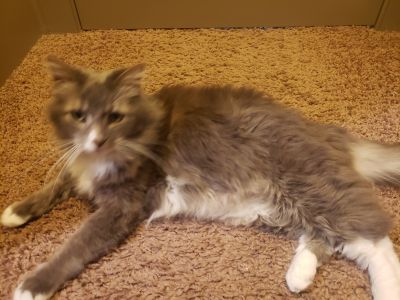 Norwegian Forest Cat Kittens and Cats in Phoenix, AZ - Buy or