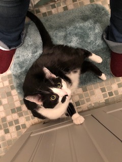 Pets for Adoption at New Albany Floyd County Animal Shelter and Control, in New Albany, IN | Petfinder Pets for Adoption at New Albany Floyd County Animal Shelter and Control, in New Albany, IN | Petfinder