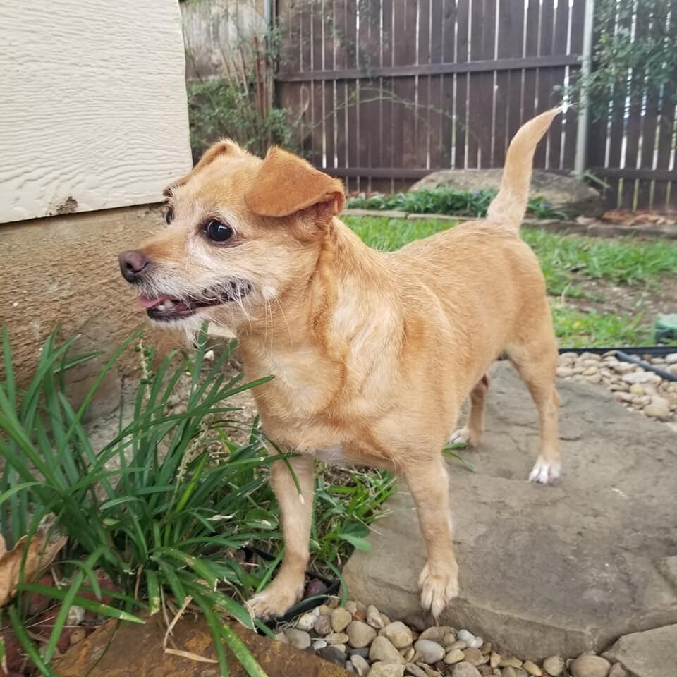 Maxwell sales rat terriers