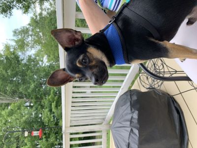 Pets For Adoption At Angels For Animals In Canfield Oh Petfinder