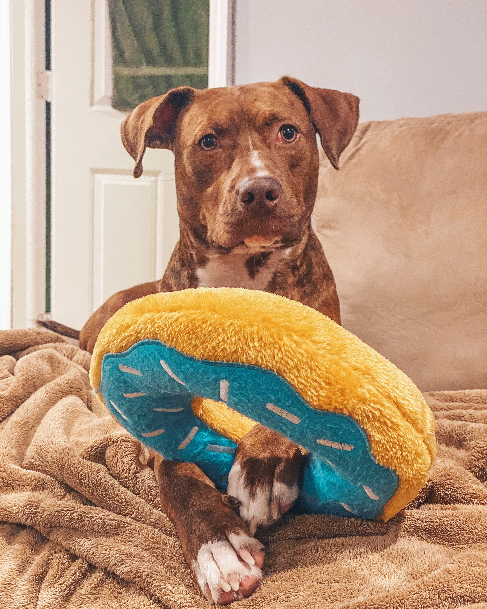 Meijer hotsell dog beds