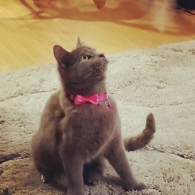 Pets For Adoption At Almost Home Foundation In Elk Grove Village Il Petfinder