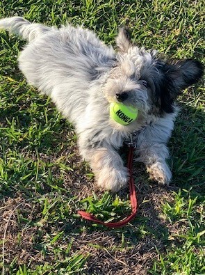 Richland animal hot sale shelter