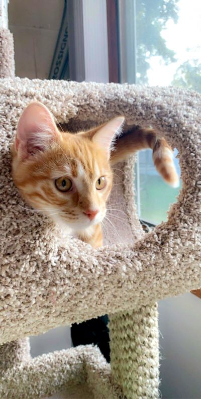 Staten Island Pets Flea Market To Benefit Fur Friends In Need Silive Com