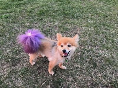 Dog for adoption - Gucci, a Pomeranian & Chihuahua Mix in Los