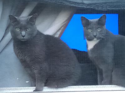 Pets for Adoption at Prince William County Animal Shelter, in Manassas, VA | Petfinder Pets for Adoption at Prince William County Animal Shelter, in Manassas, VA | Petfinder