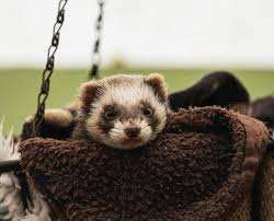 Test Org - DPQA - No Adoptable pets-2025.03