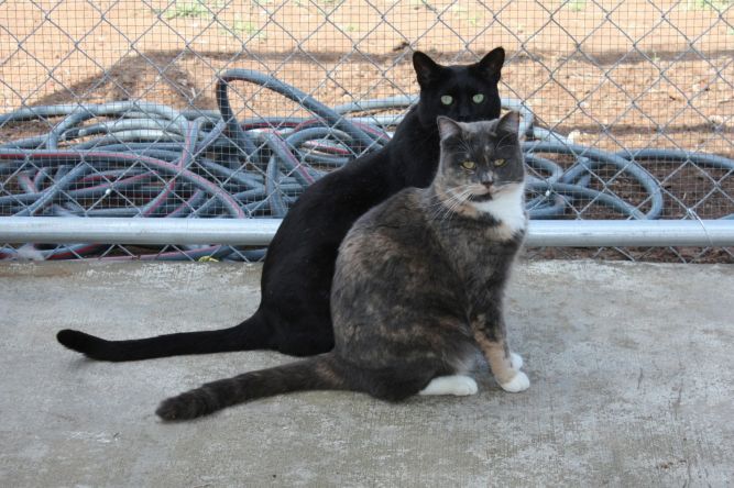 Room 8 Memorial Cat Foundation