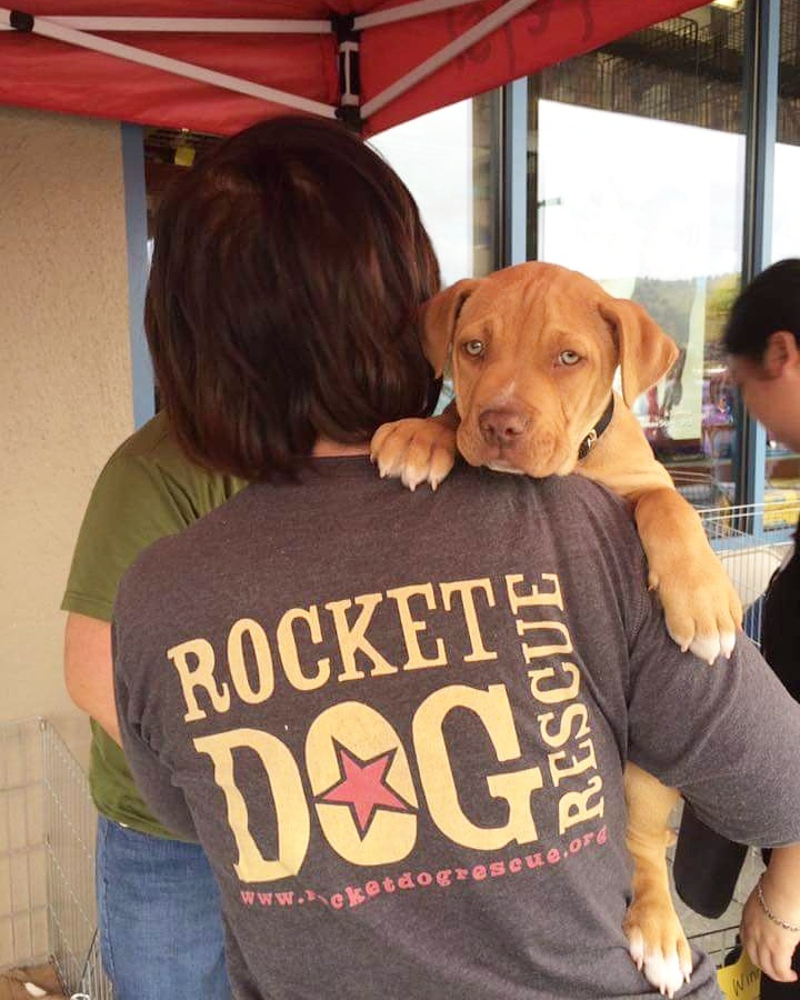 Butter - Rocket Dog Rescue