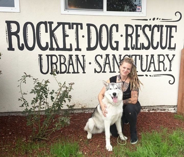 Rocket dog deals rescue hours