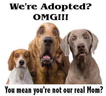 Don’t shop, ADOPT!