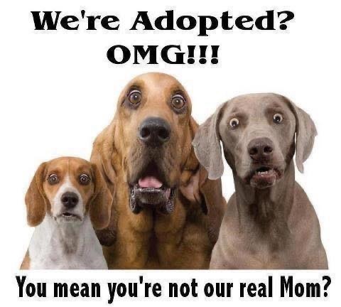 Don’t shop, ADOPT!