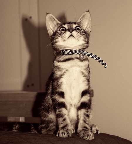 Pets for Adoption at Animal Network of Orange County, in ...