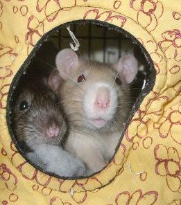 adopt pet rats near me