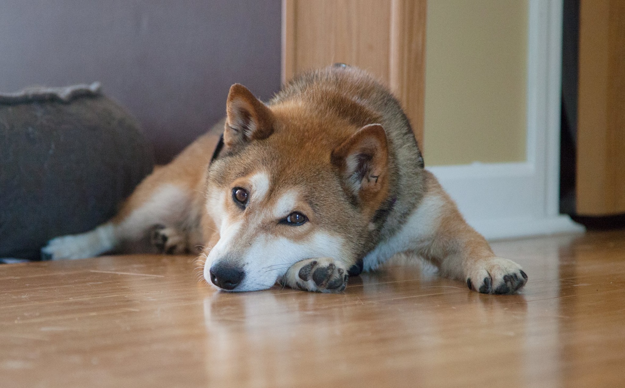 Pets For Adoption At Shiba Inu Rescue Association In Chicago Il Petfinder